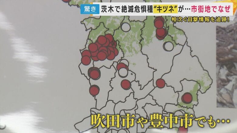 豊中市や吹田市などの市街地付近での目撃情報も増えている