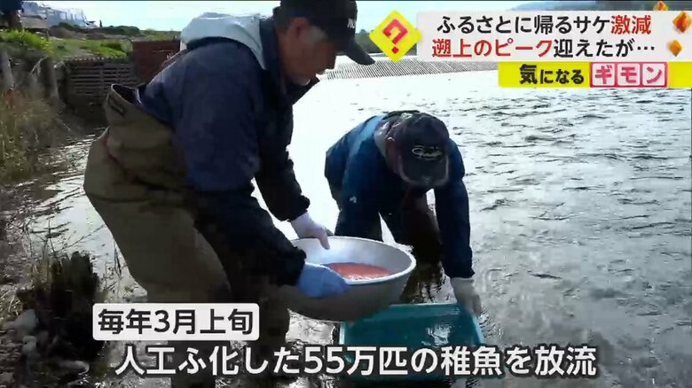 毎年3月上旬に人工ふ化した55万匹の稚魚を放流