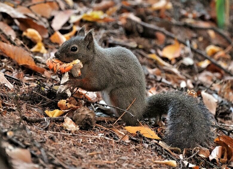 ベニテングタケを食べる二ホンリス（撮影：五味孝一さん）