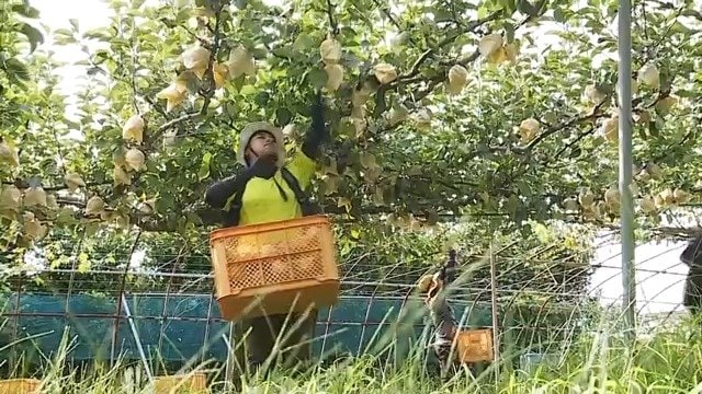 ナシ園の収穫作業