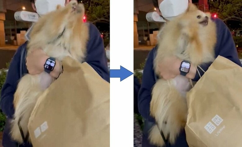 前足をブンブンして飼い主さんのもとへ移動したがる