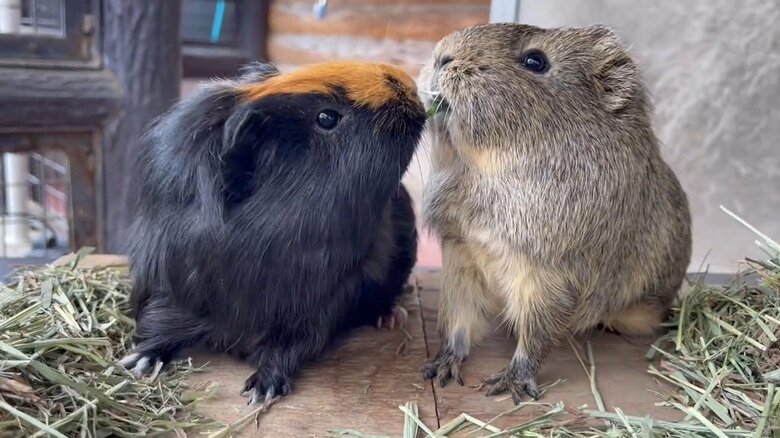 ぐぐぐっと引っ張り返すもくちゃん（提供：須坂市動物園）