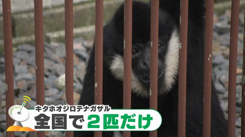 キタホオジロテナガザル