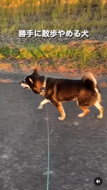 提供：柴犬むさしとこじろうさん