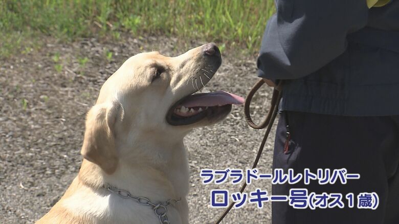 ラブラドール・レトリバー「ロッキー号」