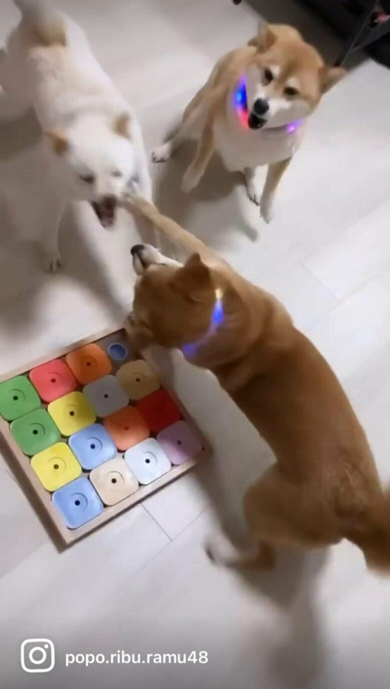 提供：柴犬ポポ(7)リブ(4)ラム(4)さん