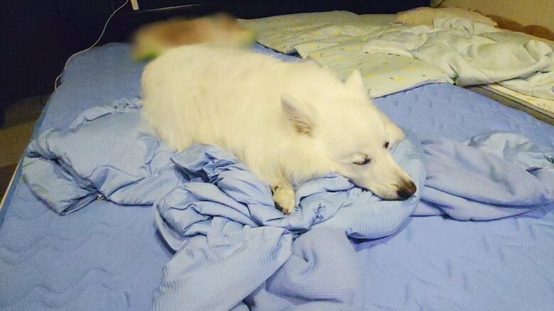 普段は乗ったりして満喫している