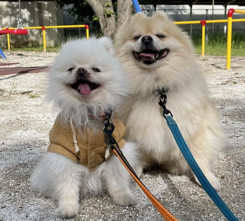 散歩中にニッコリの表情