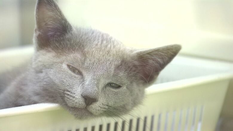 家族の一員になっているペット