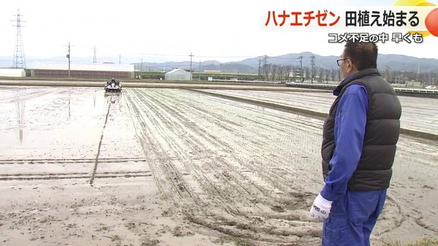 ハナエチゼンの田植え