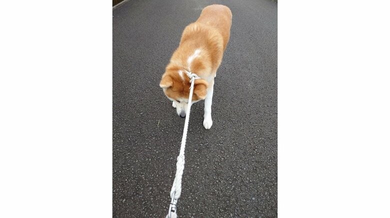 リードを引いても動かない