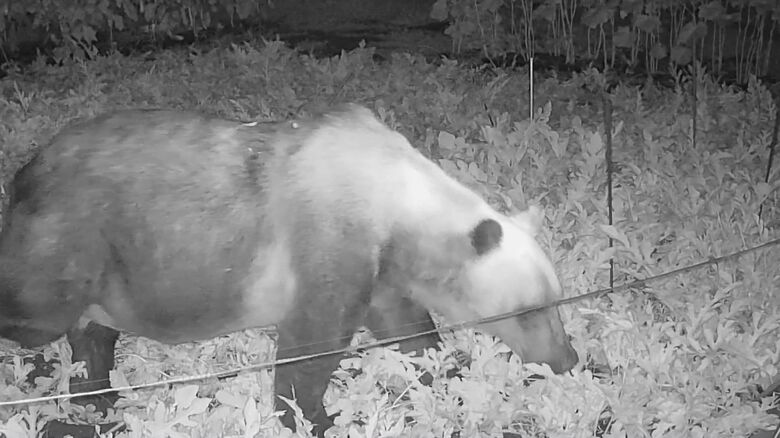 北海道各地でヒグマによる被害が相次いでいる（資料）