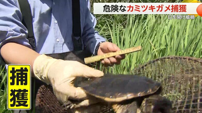 捕獲作戦の効果で年々数を減らしている｢カミツキガメ」