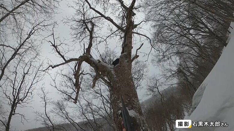 幹の分かれ目にクマの黒い影が