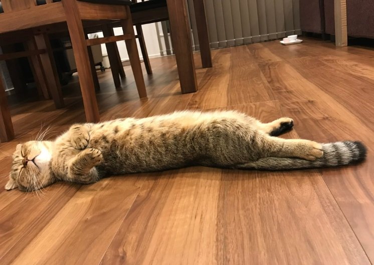 毛づくろい中に寝てしまったたぬ吉くん