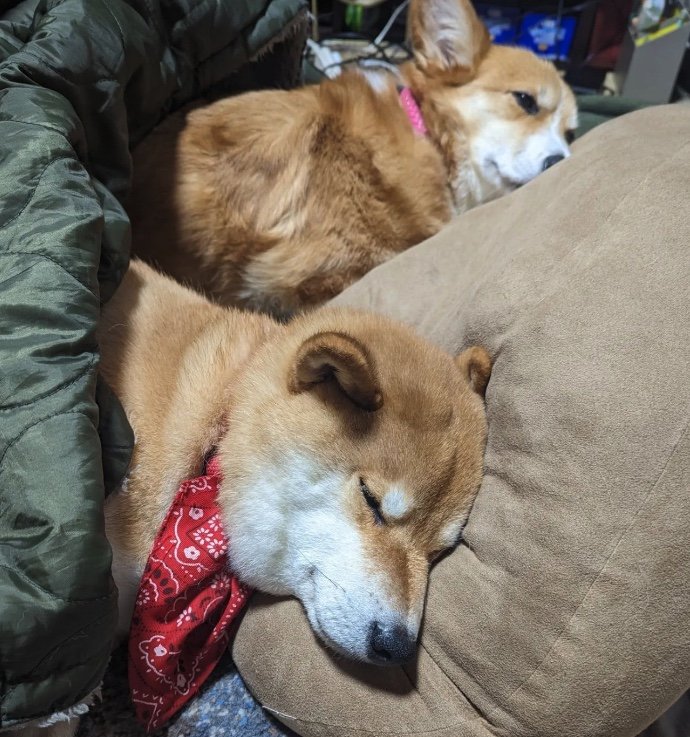 提供：柴犬スティーブch【コーギーと猫を添えて】さん