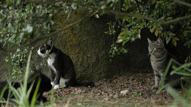 歌声に誘われたのかな…？
