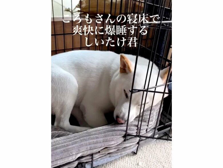寝ているころもさん（提供：白柴ころもさん）