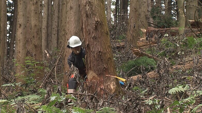 チェーンソーを使い、1本ずつ木を切り倒す（茨城・笠間市）