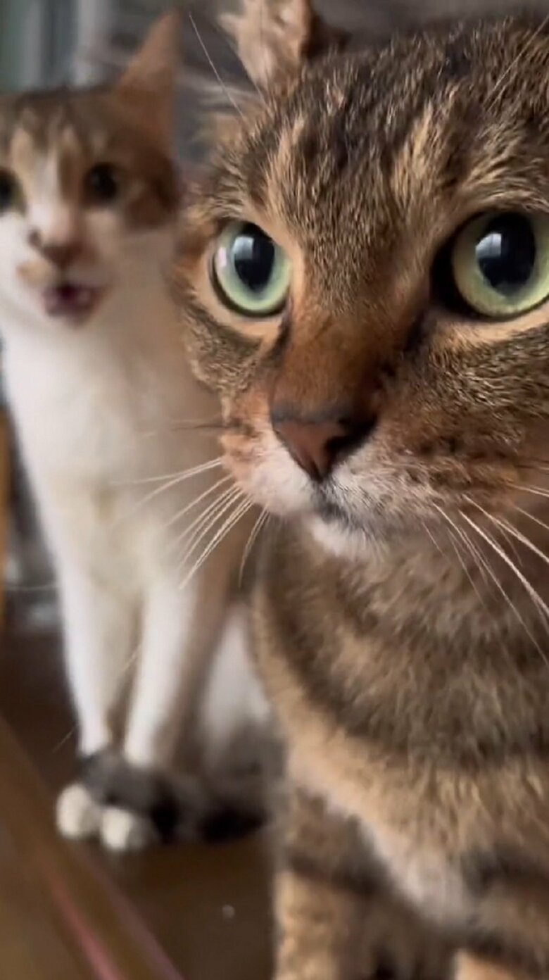 すくっと立ち上がり