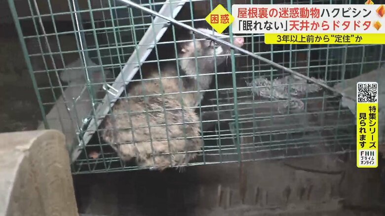 わなの中にはハクビシンの子どもの姿が