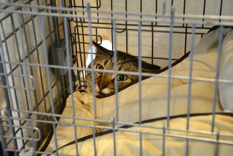 猫ベッドをひっくり返して被り、“イカ耳”で警戒心を露わにする子も