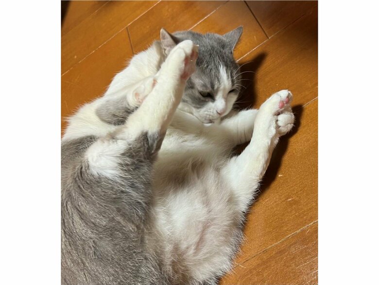 ゴロンと横になってポージング（提供：いずもん/まろ様さん）