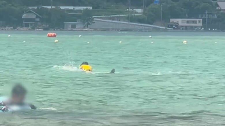 イルカが子どもを襲う一部始終⑫（全18枚）