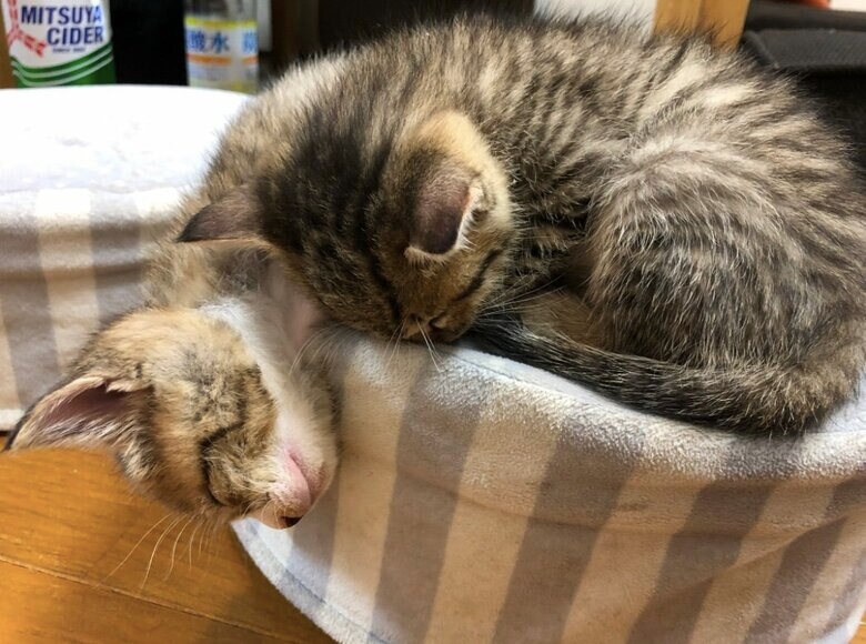 提供：もずく＆こんぶさん