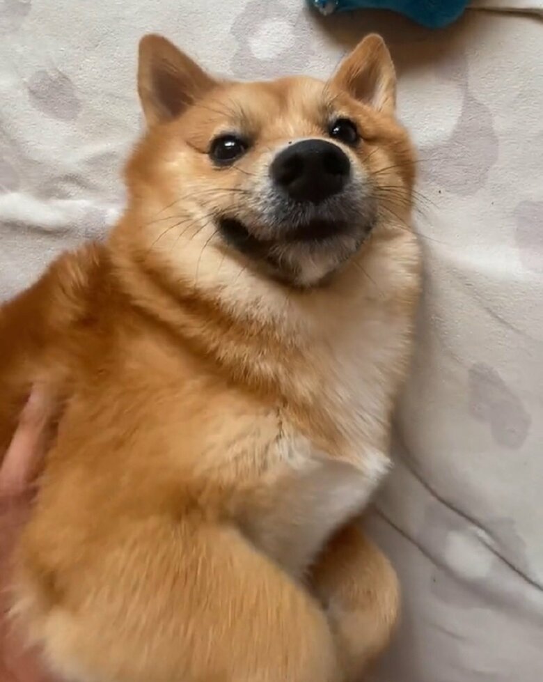 飼い主さんになでられて嬉しそう