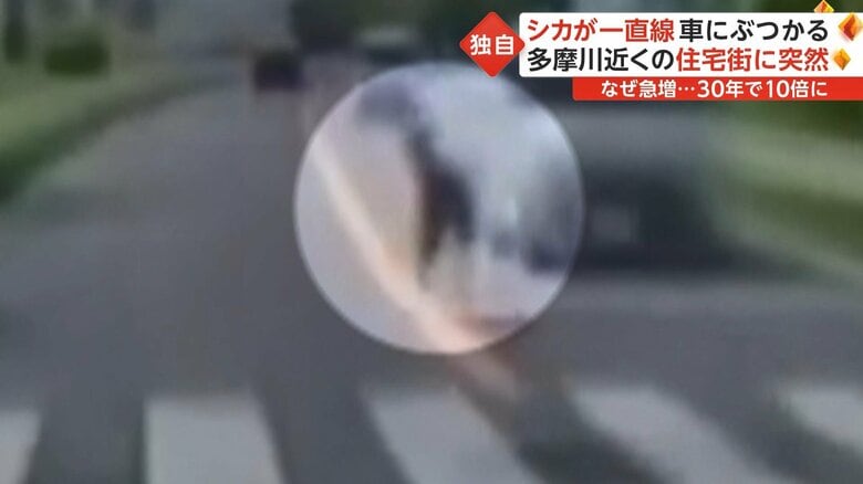 対向車線を走る車をかわしたシカ