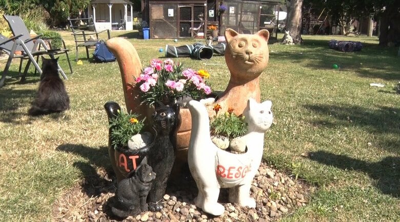 ティナさんは子供の頃から10匹の猫など動物と暮らしていた
