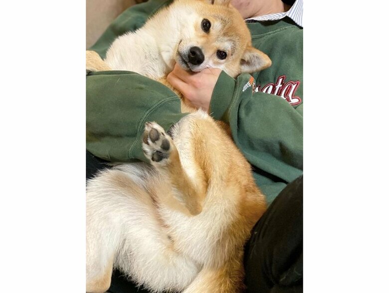 提供：柴犬こむぎさん