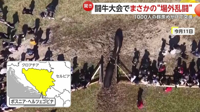 ボスニア・ヘルツェゴビナの村で開かれた伝統の闘牛大会