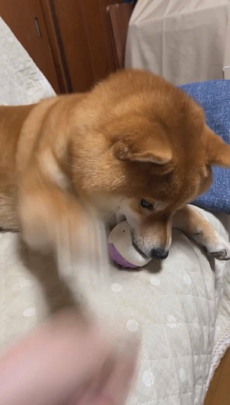 飼い主さんの手をおさえようと反応する