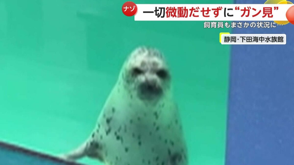 謎】“ガン見”してくるアザラシ…その名も「コハル」 11秒間微動だにせず
