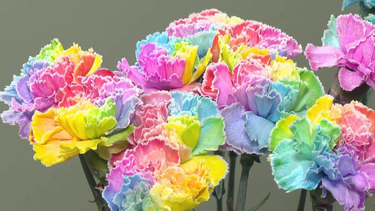 レインボー色の花びらも!? 母の日の定番“カーネーション”が進化 「好み