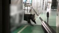 巨大クマが目前に突進　緊急銃猟の瞬間　麻酔銃命中も逃走　専門家語る“難しさ” 「毛の生え替わりで針が奥まで入らず」　福島市