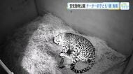 チーターの子どもじゃれあい中に骨折　６月に生まれたばかりの１頭　命に別状なし　広島・安佐動物公園
