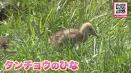 北海道釧路市の阿寒国際ツルセンターで4年ぶりに国の特別天然記念物・タンチョウの“ひなが誕生”愛くるしい姿に来場者の人気集める_5月3日にふ化