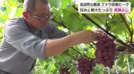 高浜町特産の大粒ブドウ「若狭ふじ」収穫最盛期　猛暑も夜間の風通しを徹底　色付き良く甘みと果汁たっぷりに　収穫は9月10日まで