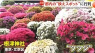 「なんてゴージャスなの！」映えスポットに外国人観光客が行列　咲き誇る3000株のツツジ、東京スカイツリーを藤の花や赤い橋と撮影できるスポットも