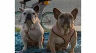 レディー・ガガさんの犬 無事保護 懸賞金50万ドルは?