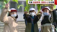 地元に愛着を! 児童が伝統野菜“寄居かぶ”を収穫 「地域の人に広めたい」【新潟】