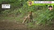 「噛まれそうで怖い」公園に居つく親子のキツネ 次々と人威嚇… 逃げると追いかける！ 冷静に対処を【北海道発】