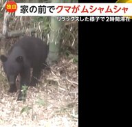 【独自】「びっくり！」自宅の前で子グマが「ムシャムシャ」食事して横になるリラックスモードで“2時間滞在”…猟友会が追い払うも「また来るかも」　秋田市
