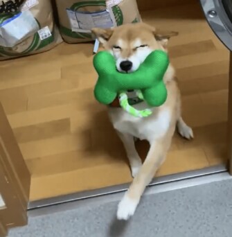 早く来て 満面の笑みで何度も遊びに誘ってくる柴犬がカワイイ 笑う犬 の飼い主に聞いた