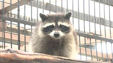 家にすみつくアライグマ 深刻被害も