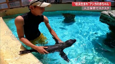 7時間の超難産で誕生したアシカの赤ちゃん人工保育ですくすく成長 「泳ぎ方」もお母さん代わりのスタッフが指導【高知発】
