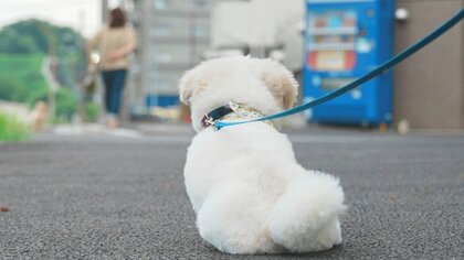 「なんと律儀な」散歩中に挨拶をするとワンちゃんが哀愁漂う後ろ姿でお見送り…いつからしているのか飼い主に聞いた